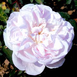 Rose 'Stanwell Perpetual'